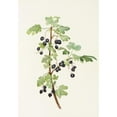thumbnail image 2 of Mary Vaux Walcott 18x24 Gold Ornate Framed and Double Matted Museum Art Print Titled - Prickly Currant (Fruit). (Lacustre Ribes) (1925), 2 of 4