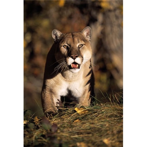 Posterazzi DPI1787502LARGE Stalking Mountain Lion Poster Print by Natural Selection David Ponton, 24 x 36 - Large