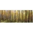 thumbnail image 1 of Yosemite AR30102227 Home Decor Sunlit Colorado Trees Wall Art - Multicolor, 1 of 1