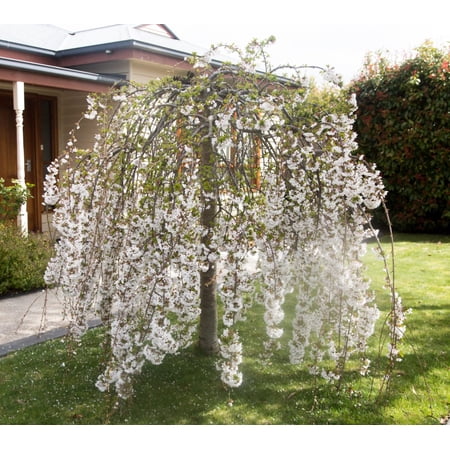 Weeping Cherry Tree in a 3' pot 6-12" tall - Prunus x yeodensis shidare yoshino