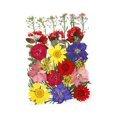 thumbnail image 1 of Flores de hojas prensadas secas reales, margaritas prensadas para joyería artesanal de resina Multi, 1 of 4