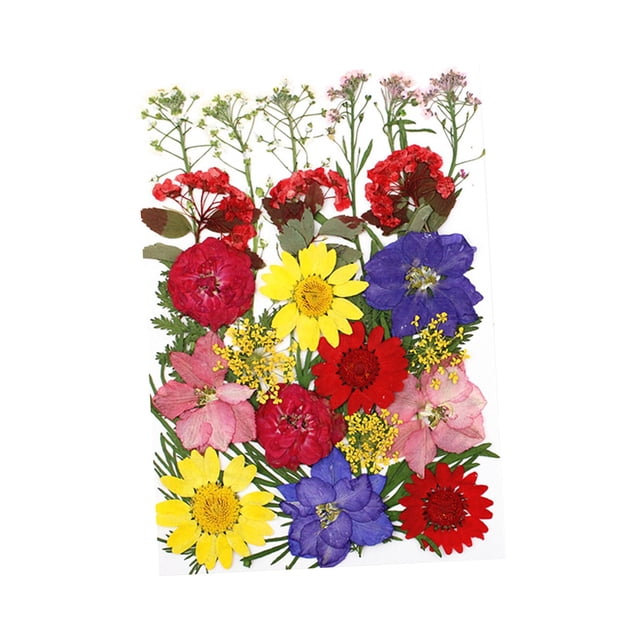 Flores de hojas prensadas secas reales, margaritas prensadas para joyería artesanal de resina Multi