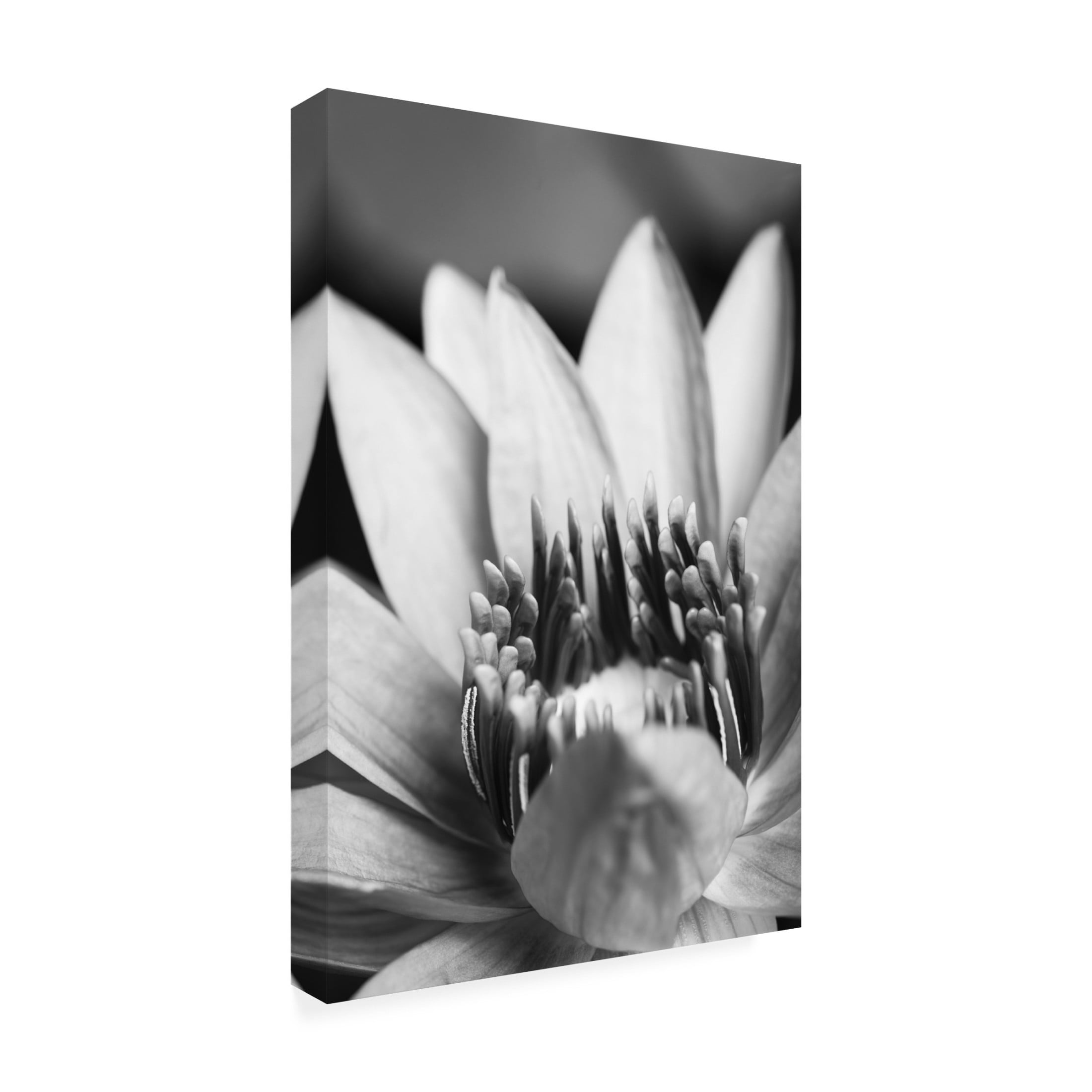 Trademark Fine Art Pictufy Studio Flower, Close Up Canvas Wall Art