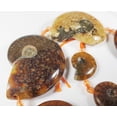thumbnail image 5 of 12x14mm - 25x30mm Ammonite Fossil Pieces Graduated Beads For Jewelry Making, 5 of 6