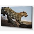 thumbnail image 2 of Leopard Walking on Tree - African Canvas Art Print, 2 of 3