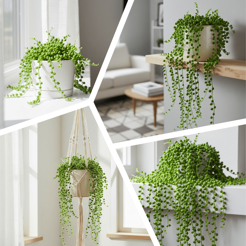 String of Pearl Plant, Live Succulent Houseplant, 4 Inches Pot, String of Pearls Live Plant for Indoor Growing