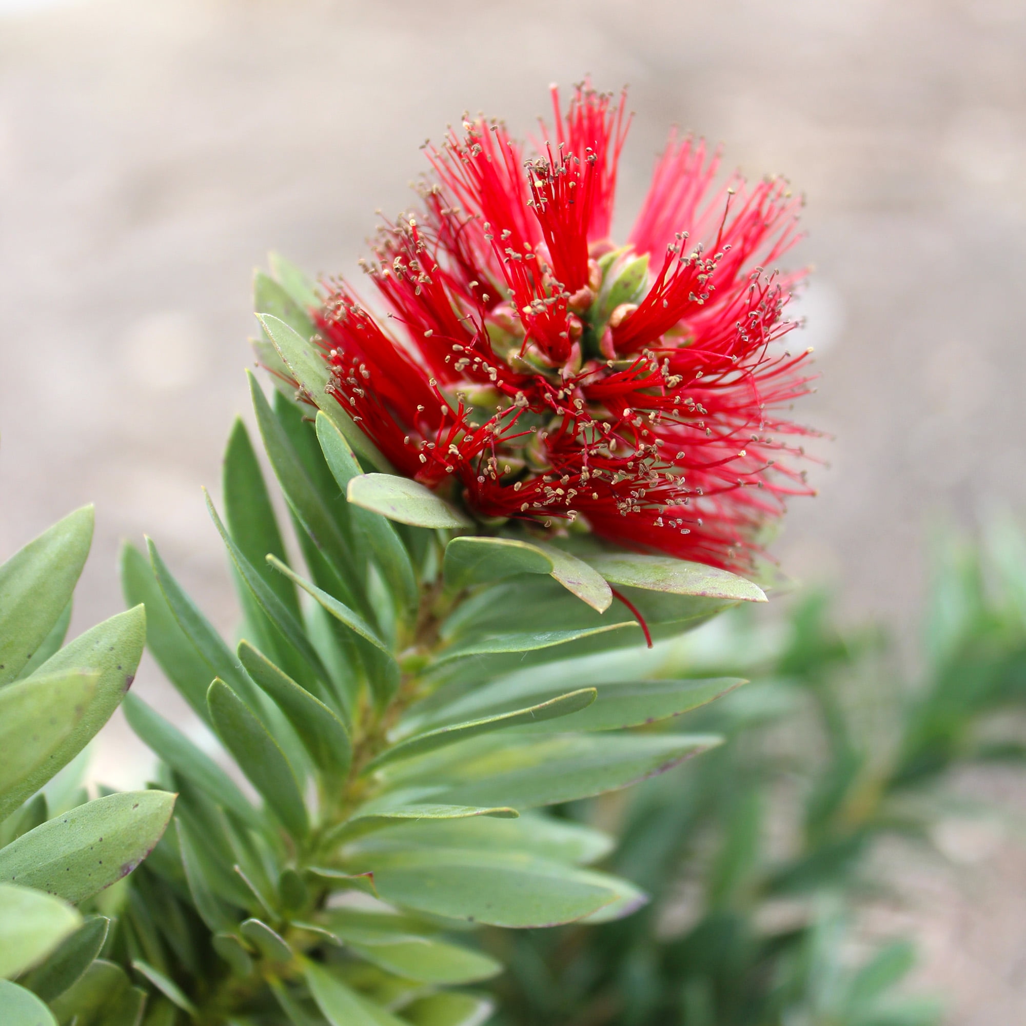 Expert Gardener Callistemon Little John, Flowering Outdoor Shrub, 2.25 gal Plant Pot, Full Sun