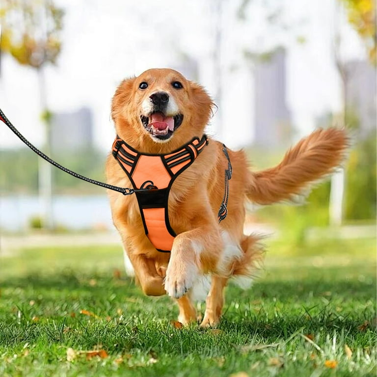Golden Retriever Best Dog Harness For Pulling Dogs No Pull Best