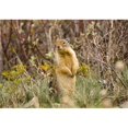 thumbnail image 1 of Colombian Ground Squirrel Poster Print, 16 x 11, 1 of 1