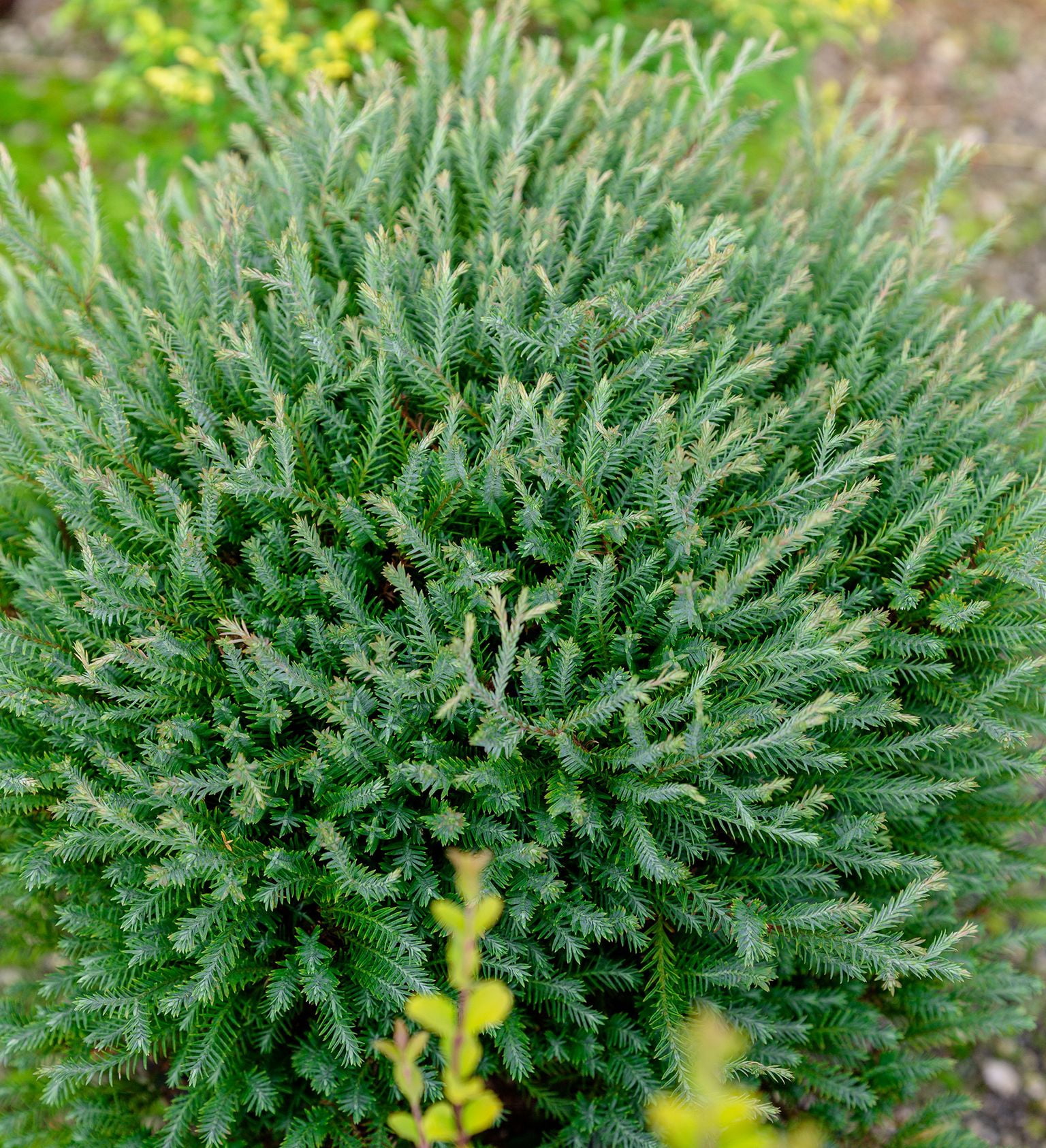 Southern Living Pancake Arborvitae Live Shrub in 2.5-Quart Grower Pot