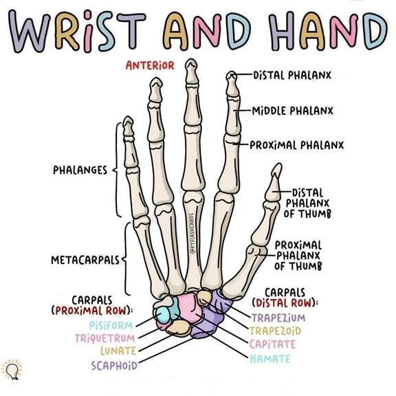 Poster Suitable for medical education posters for students, and can also be used as classroom and hospital office decoration