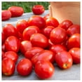 thumbnail image 2 of Everwilde Farms - 1/4 lb Roma Heirloom Tomato Seeds - Gold Vault Bulk Seed Packet, 2 of 3