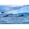 thumbnail image 2 of Perry, William 32x23 White Modern Wood Framed Museum Art Print Titled - Two Humpback Baleen Whales Chasing Krill blue iceberg Floating sea water Charlotte Bay-Antarctica, 2 of 4