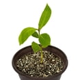thumbnail image 6 of Gardenera Labs Zamioculcas Potting Mix - Unlock Robust Growth and Striking Leaves with Our High-Performance Formula - 20 Quart, 6 of 7