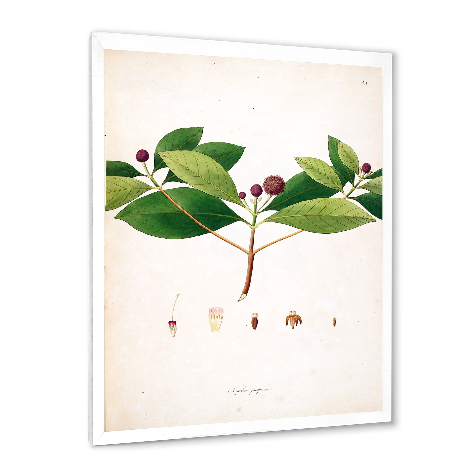 Designart 'Ancient London Plants X' Farmhouse Framed Art Print