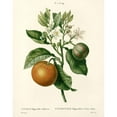 thumbnail image 3 of Anonymous 12x14 Black Modern Framed Museum Art Print Titled - Citrus Plant Botanical, 3 of 5
