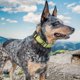 thumbnail image 4 of Bienvenido Collar de perro ajustable, correas de entrenamiento para mascotas fuertes y duraderas para perros medianos, 4 of 5