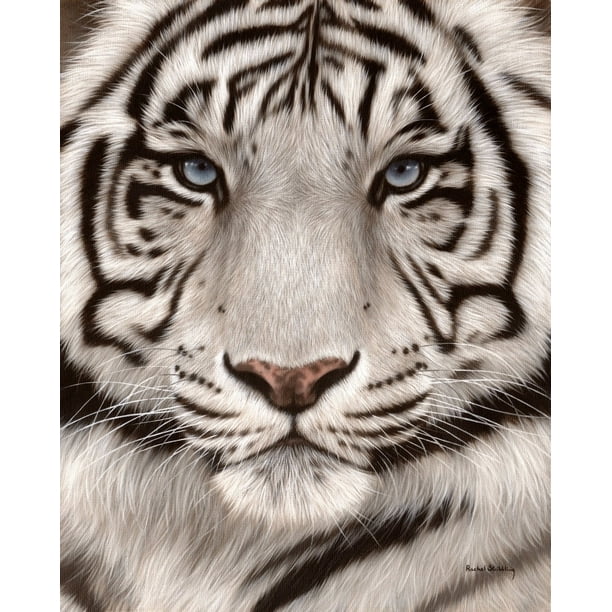 White Tiger Face Portrait Orange Poster Print By Rachel Stribbling Walmart Com Walmart Com