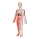 thumbnail image 3 of Modelo de cuerpo humano para niños Modelo de esqueleto Kit de ciencias interactivas para niños, figura de anatomía 3D brillo en oscuro para, 3 of 8