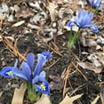 thumbnail image 3 of Cantab Dwarf Iris Flower Bulbs - 25 Bulbs per Pack - Pleasantly Scented - Deer Resistant - Naturalizing - Perennializing - Easy to Grow Live Plants - Outdoor Garden, 3 of 5