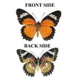 thumbnail image 5 of Real Framed Butterfly Display Preserved Taxidermy Insect Unique Gifts Entomology Oddities Collection Vibrant Wall Art Home Decor Room, 5 of 5