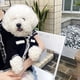 thumbnail image 4 of Pet Clothes Autumn Winter Medium Small Dog Knitted Sweater Luxury Designer Cardigan Jewelry Decoration Kitten Puppy Coat Poodle ShopWise Round, 4 of 8