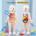 thumbnail image 4 of 13pcs Set, Children's Body Model, Early Learning Educational Science Toys, Anatomical Model, Toddler Body Parts, Preschool Learning Toys, Human Organ Cognition Model, 4 of 5