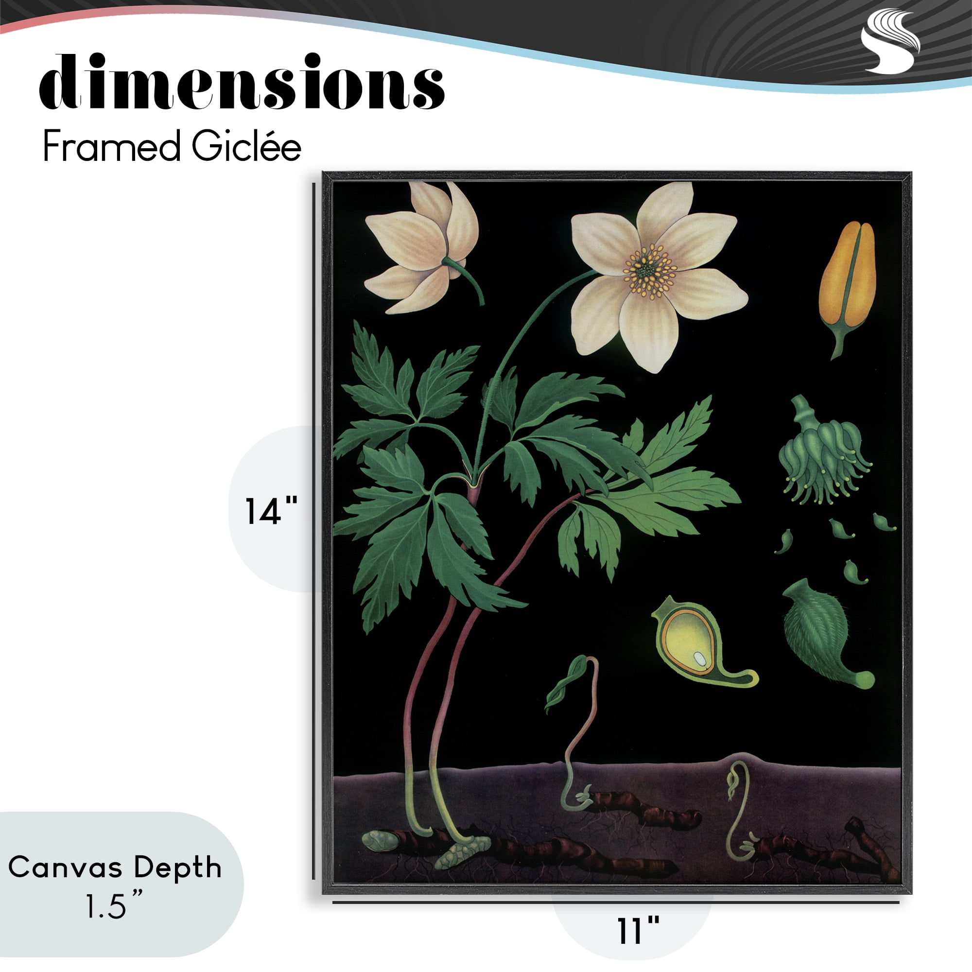 Stupell Industries Sprouting Wildflower Illustrations Black Framed Giclee Art, design by Vintage Hustle