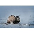 thumbnail image 2 of Jaynes Gallery 14x11 Black Ornate Wood Framed with Double Matting Museum Art Print Titled - Colorado Bison lies on snow-covered mountain pasture, 2 of 4