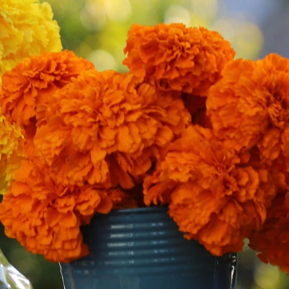 Marigold Coco Deep Orange Seed