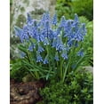 thumbnail image 1 of TASC Muscari Armeniacum, 1 of 2