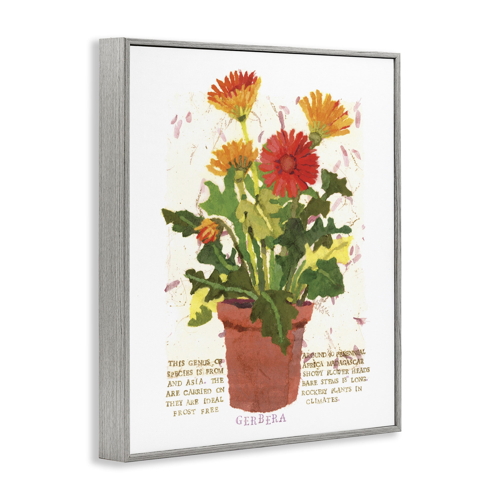 Stupell Industries Potted Gerbera Daisies Botanical & Floral Painting Gray Framed Art Print Wall Art, 24 x 30