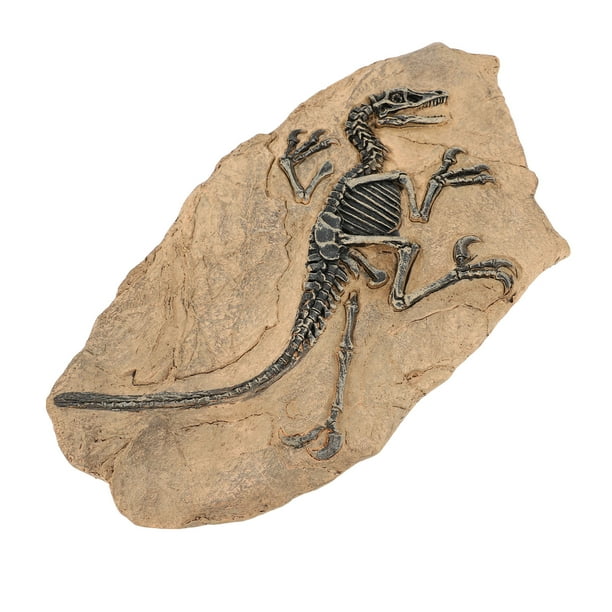 Figura Fósil De Esqueleto De Dinosaurio, Modelo Fósil De Dinosaurio Decorativo De Mano De Obra Fina, Alta Simulación Para Oficina De Estudio