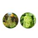 thumbnail image 2 of 100Pcs Reusable Gauze Fruit Protection Bags Anti-Bird Garden Netting Bags Strawberry Mesh Bag Plante Vegetable Grow Bags, 2 of 5