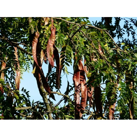 LAMINATED POSTER Tree Seeds Honey Locust Seed Pods Fruits Poster Print 24 x