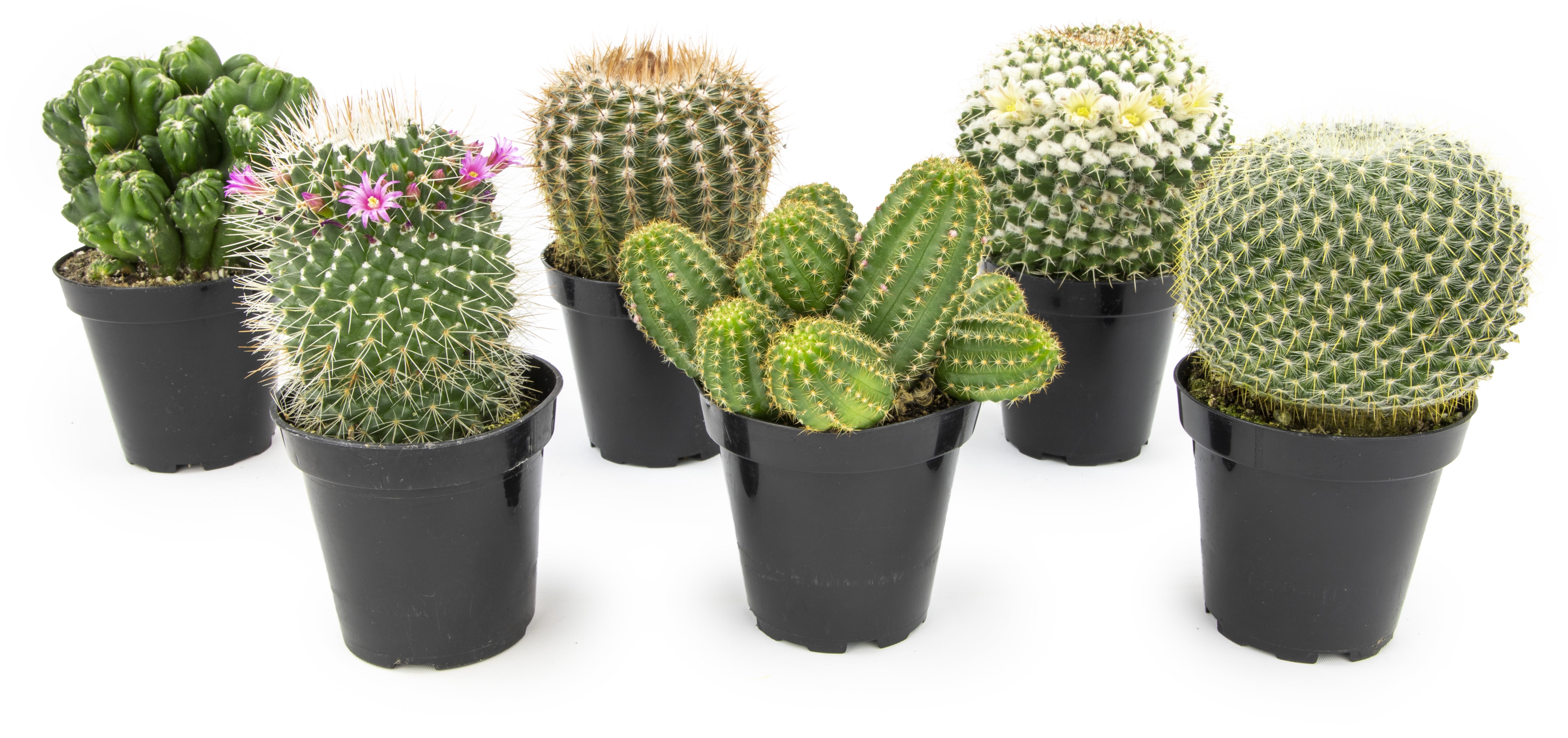 Altman Plants Large Cactus Plants 6-Pack; 3.5 Inch Grower Pots, Full Sun; Easy Plant Care