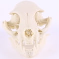 thumbnail image 3 of Modelo de Cráneo de Gato Perfecl Accesorios de Acuario Cráneo de resina modelo didáctico, 3 of 8