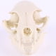 thumbnail image 2 of Adornos de resina Sunnimix para decoración de Esqueleto de Calavera de Gato 7,5 cm, 2 of 8