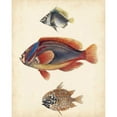 thumbnail image 3 of Unknown 15x18 Black Modern Framed Museum Art Print Titled - Antique Fish Species IV, 3 of 5