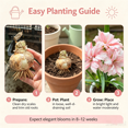 thumbnail image 4 of Amaryllis, Low Maintenance - Easy Grow - Ideal for Beds Borders, Plant Pots & Planters, 4 of 5