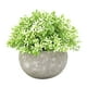 thumbnail image 1 of Plantas artificiales Plástico Falso Mini Hierba verde Flor Topiary Arbustos Wmkox8yii  HKAHFKAH16, 1 of 2