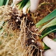 thumbnail image 2 of Iris , Low Maintenance - Easy Grow - Ideal for Beds Borders, Plant Pots & Planters, 2 of 5