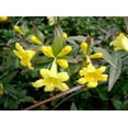 thumbnail image 4 of Carolina Jasmine  2 Large Gallon Size Plants  Gelsemium Sempervirens Jessamine  Fragrant Blooming Vine Foliage, 4 of 8