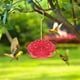 thumbnail image 4 of Comedero para Colibríes con Forma de Flor Roja Colgante con Forma de Gancho, 4 of 6