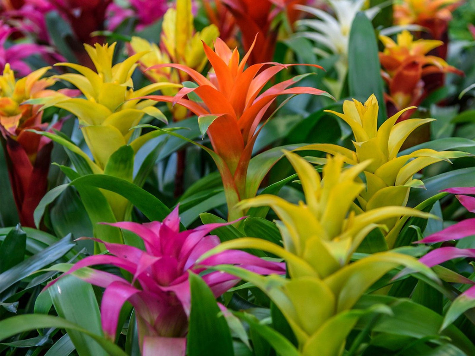 Gardenera Bromeliad Potting Soil - Ensure the Health and Success of Your  Bromeliads - 1 QUART - Walmart.com