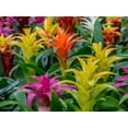 thumbnail image 2 of ⭐ GARDENERA Bromeliad Soil - Ideal Blend for Thriving and Healthy Bromeliads - 3 QUARTS, 2 of 3