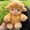 yellow cow, variant on Creative Adorable Running Highland Cow Plush Toy, Soft Standing Doll With Hilarious Sprint Posture, Soft Stuffed Animal Toy for Comfort, Cute Adorable Plush Toy Gift for All Ages