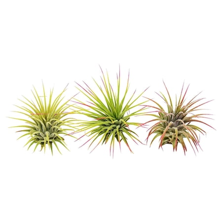 3 Ionantha Guatemala Air Plants / FREE Care Guide / Blooms