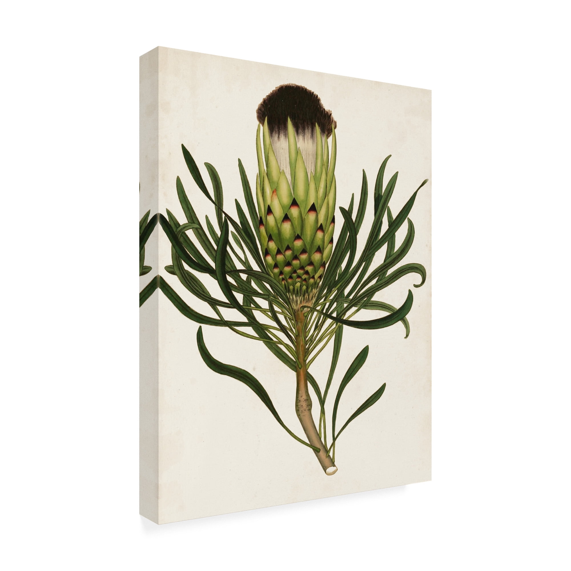Trademark Fine Art 'Antique Protea II' Canvas Art by Unknown