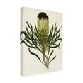 thumbnail image 2 of Trademark Fine Art 'Antique Protea II' Canvas Art by Unknown, 2 of 4